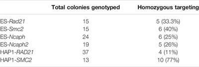 Evaluation of the OsTIR1 and AtAFB2 AID Systems for Genome Architectural Protein Degradation in Mammalian Cells